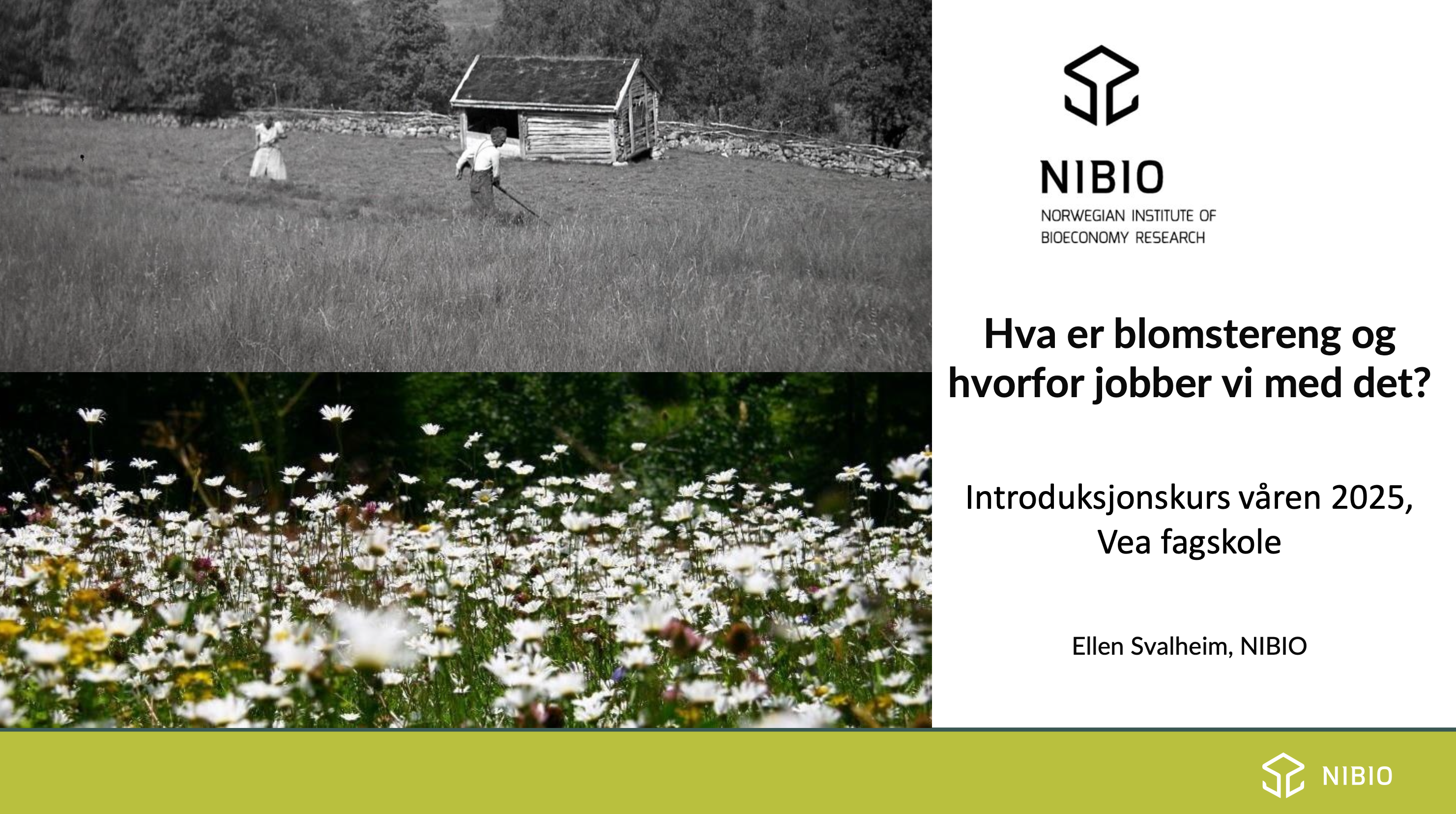 Hva er blomstereng og hvorfor jobber vi med det?